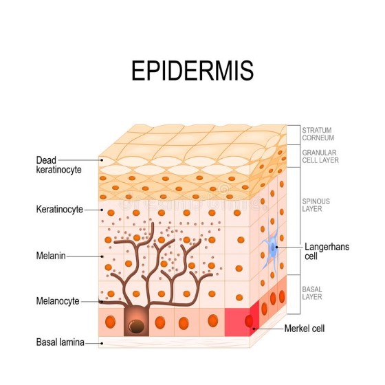 Koža sa skladá z niekoľkých vrstiev, CBD má však hlavný účinok na vrstvu zvanú epidermis, kde zabraňuje šíreniu a ďalšiemu vzniku zápalov